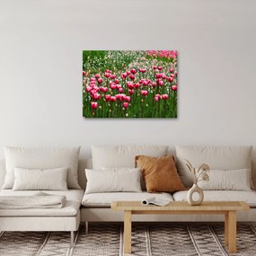 Obraz tulipanów (70x50 cm)