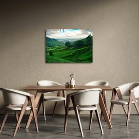 Obraz - Plantacje herbaty w Malezji (70x50 cm)