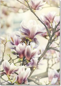 Obraz zdjęcie szkło akryl pionowy Magnolia