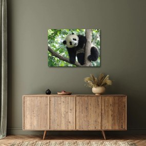 Obraz - Panda na drzewie (70x50 cm)