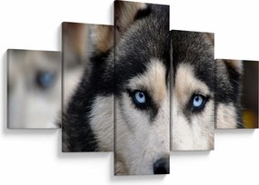 Obraz psa husky (125x70 cm)