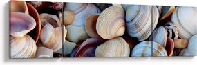 Obraz muszelek (170x50 cm)