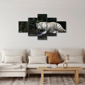 Obraz - Tygrys albinos (125x70 cm)