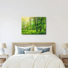 Obraz - Wiosenny las liściasty (70x50 cm)