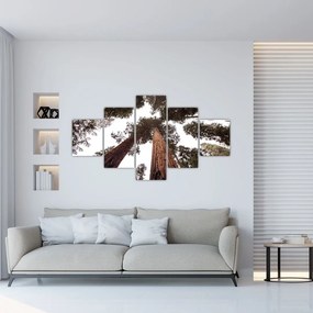 Obraz - Widok przez korony drzew (125x70 cm)