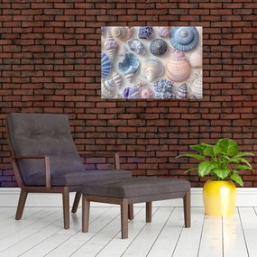 Obraz - Kolekcja muszli (70x50 cm)