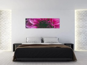 Obraz różowego kwiatu róży (170x50 cm)