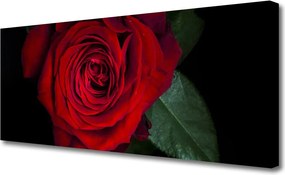 Obraz na płótnie Elegancka Róża w Zbliżeniu