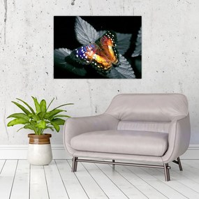 Obraz na szkle motyla (70x50 cm)