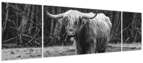 Obraz - Szkocka krowa 3, czarno - biały (170x50 cm)