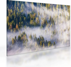 Obraz na szkle drzew we mgle (70x50 cm)