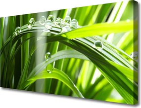 Obraz canvas Perlista Rosa na Trawie