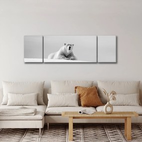 Obraz - Niedźwiedź polarny, czarno - biały (170x50 cm)
