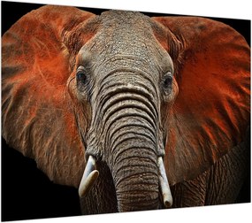 Obraz - Słonie z Tsavo (70x50 cm)