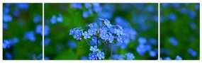 Obraz niebieskich kwiatów (170x50 cm)