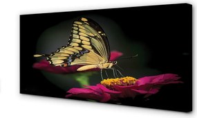 Obraz na płótnie Motyl na Roślinie