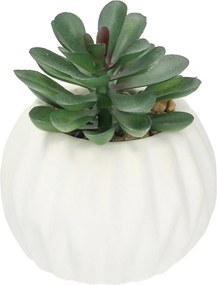 Dekoracja Crasulla 12cm
