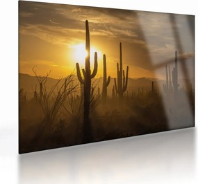 Obraz na szkle - Kaktusy Saguaro (70x50 cm)