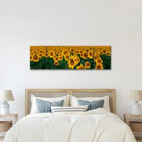 Obraz pola słoneczników (170x50 cm)
