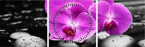 Obraz - Fioletowe orchidee (z zegarem) (90x30 cm)