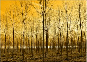 Obraz na szkle - las o zachodzie słońca (70x50 cm)