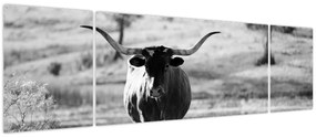 Obraz - Krowa, czarno - biała (170x50 cm)
