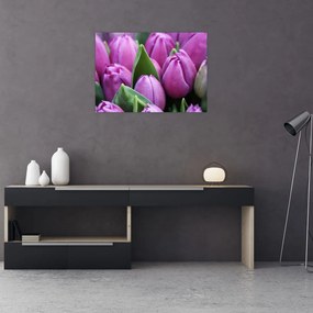 Obraz - kwiaty tulipanów (70x50 cm)