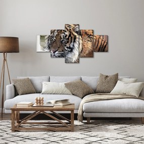 Obraz tygrysa (125x70 cm)