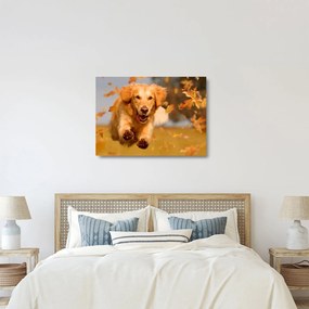 Obraz na szkle - Golden Retriever (70x50 cm)