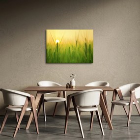 Obraz pola ze zbożem (70x50 cm)