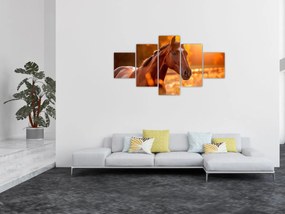 Obraz - Koń o zachodzie słońca (125x70 cm)