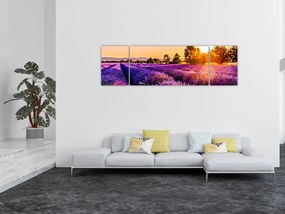 Obraz lawendowego pola (170x50 cm)