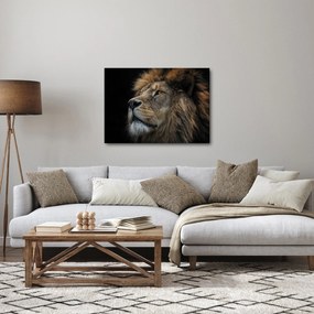 Obraz - Majestatyczny lew (70x50 cm)