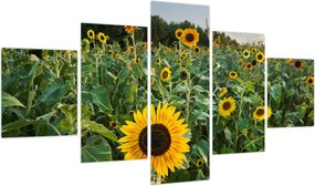 Obraz - Sunflower Field II. (125x70 cm)