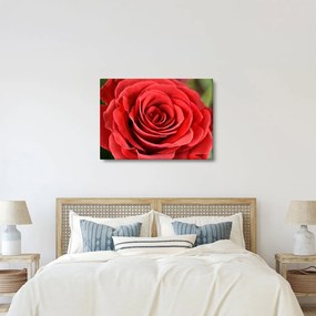 Obraz kwiatu róży (70x50 cm)