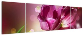 Obraz różowych tulipanów (170x50 cm)