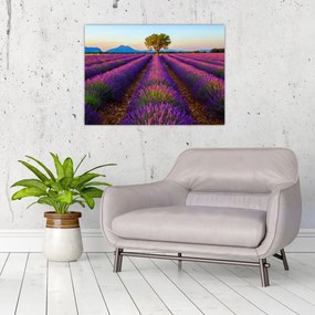 Obraz na szkle - Pole lawendy (70x50 cm)