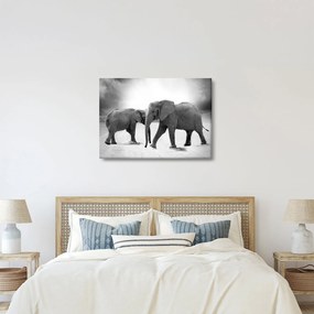 Obraz - czarno - białe słonie (70x50 cm)