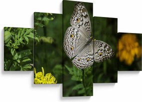 Obraz - biały motyl (125x70 cm)
