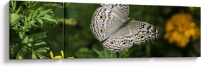 Obraz - biały motyl (170x50 cm)