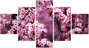 Obraz - Różowa sakura (125x70 cm)
