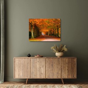 Obraz na szkle - Aleja drzew jesienią (70x50 cm)