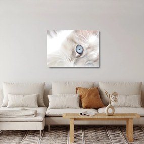 Obraz na szkle - Kot z niebieskimi oczami (70x50 cm)