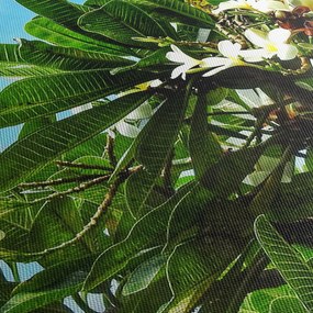 Obraz - Plumeria (125x70 cm)