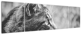 Obraz - Kot (170x50 cm)