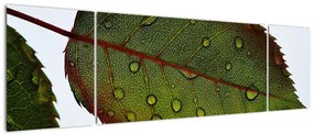 Obraz - Liść róży (170x50 cm)