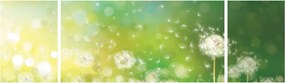 Obraz - Kwitnące mlecze (170x50 cm)