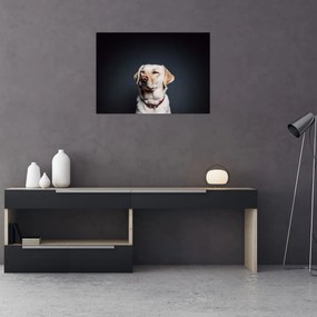 Obraz na szkle labradora (70x50 cm)