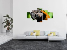 Obraz papugi (125x70 cm)