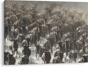 Obraz - Stado antylop gnu (70x50 cm)